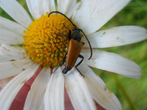 Stictoleptura fulva